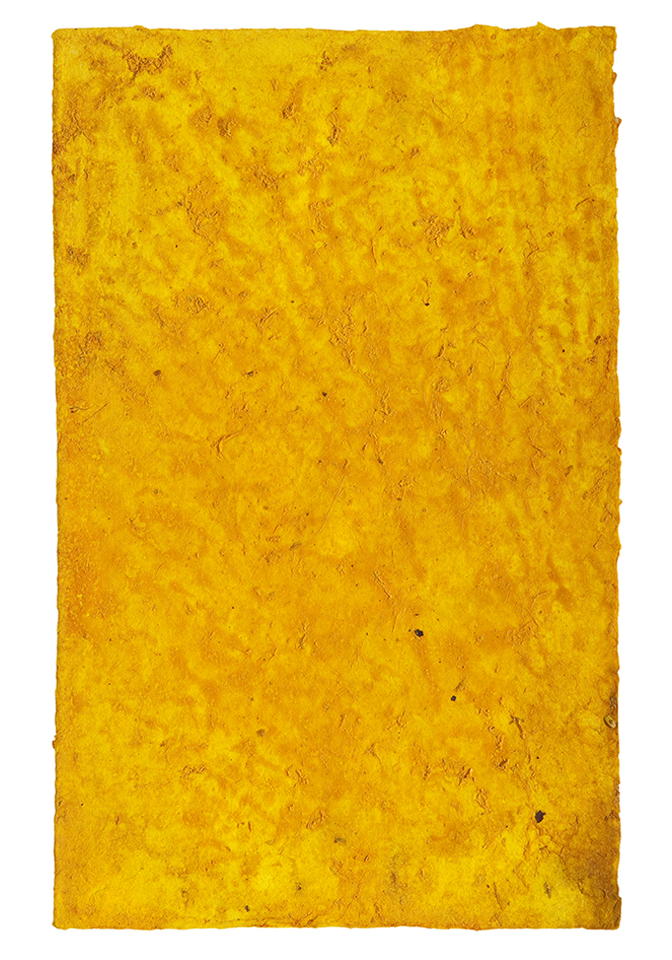 curcuma papel 26.jpg